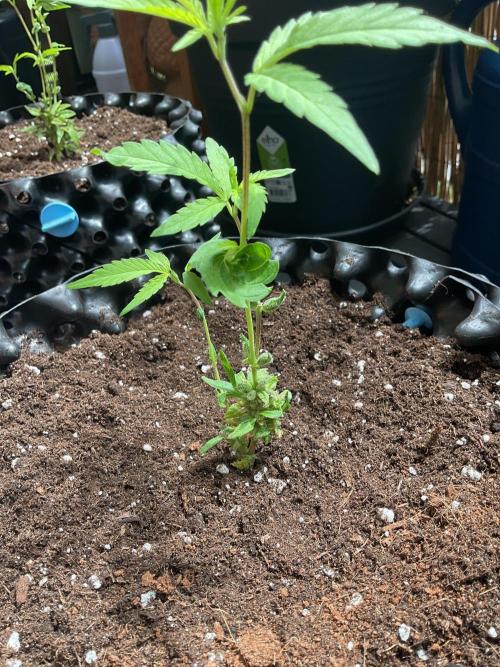 Sticky Broccoli. Week 1 - She’s flowering at the bottom and then she normalises the grow.