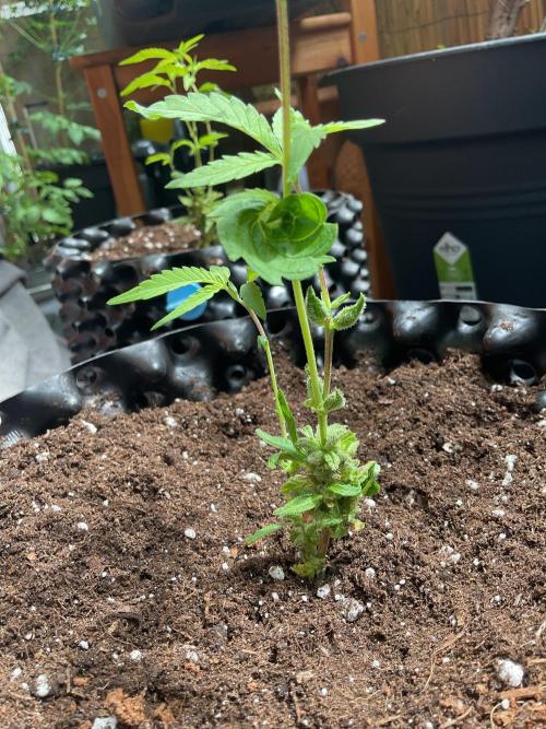 Sticky Broccoli. Week 1 - Rotating space leaf