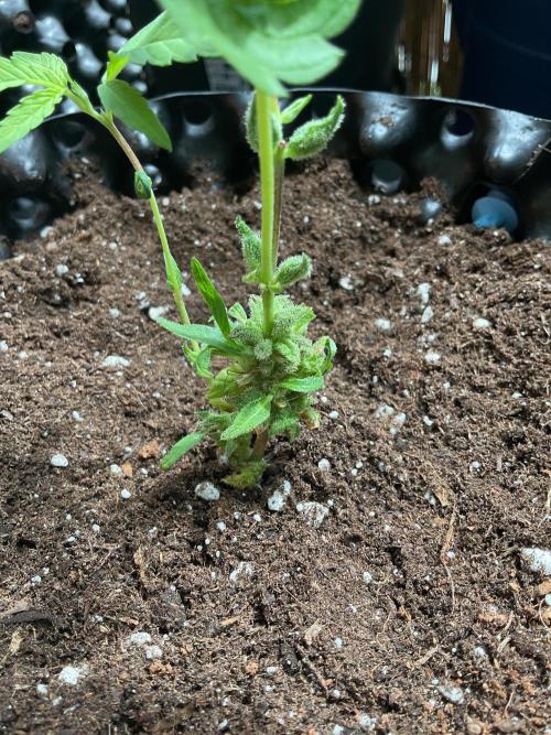 Sticky Broccoli. Week 1 - Flowering 