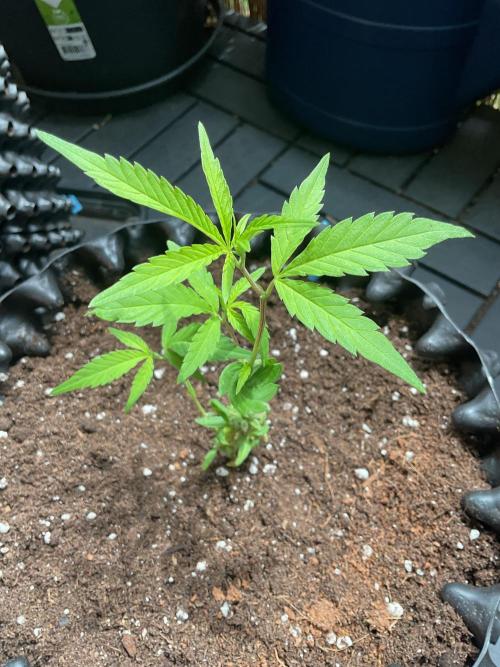 Sticky Broccoli. Week 1 - Just growing 