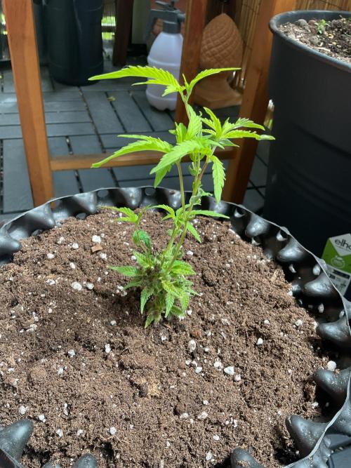 Sticky Broccoli II. Week 1 - Flowering and growing in one plant.