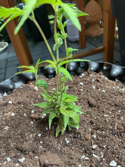 Sticky Broccoli II. Week 1 - Flowering bottom 
