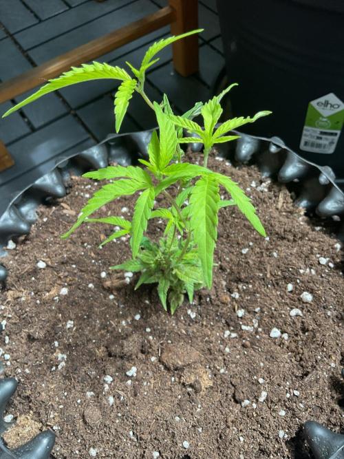 Sticky Broccoli II. Week 1 - And growing away