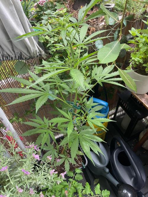 Northern Lights Automatic. Week 7