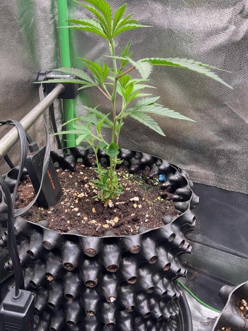 HomeKing. Week 2