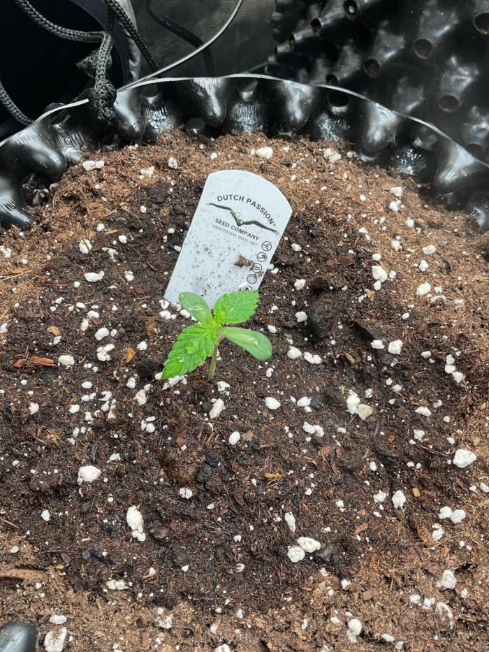 The White Sweet Candy OG One. Week 1 - Start