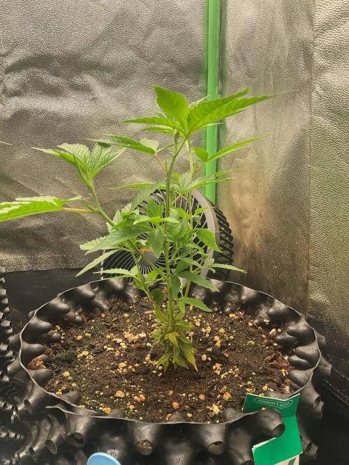 Sticky Broccoli II. Week 2 - Just growing 