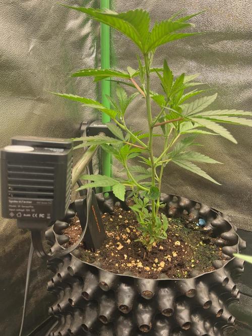 Sticky Broccoli. Week 2 - Just growing 