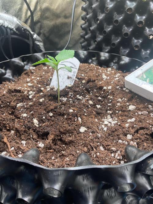The White Sweet Candy OG One. Week 1 - Just growing 