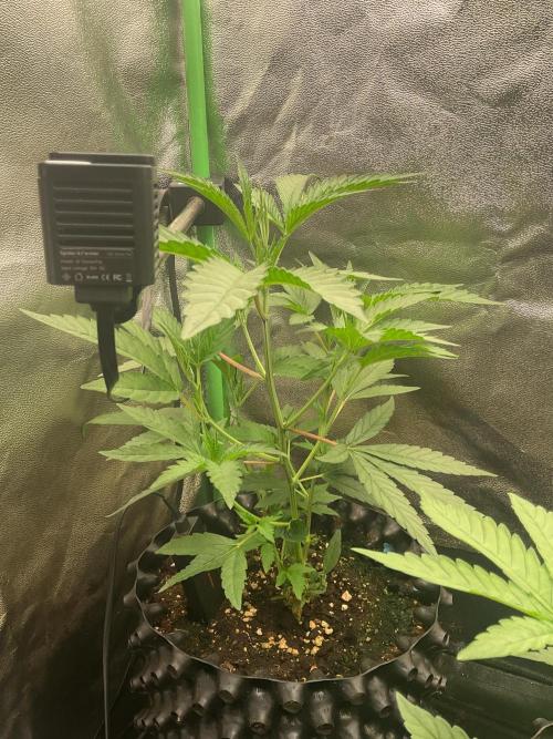 Sticky Broccoli. Week 2 - Growchamp