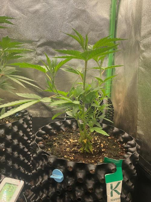 Sticky Broccoli II. Week 2 - and grow