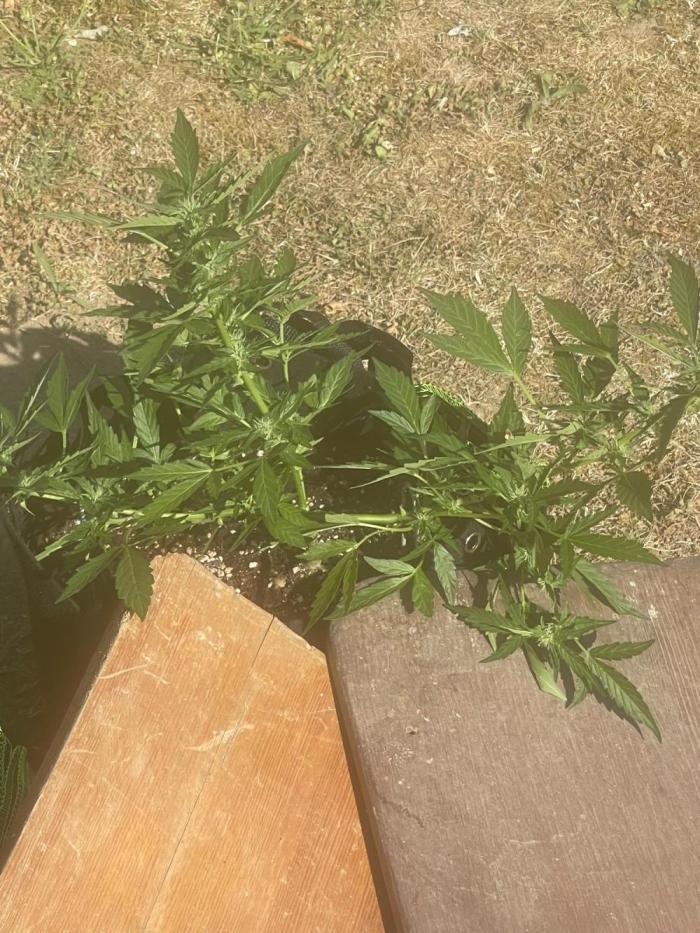 Northern lights. Week 8 - Moving outdoors 