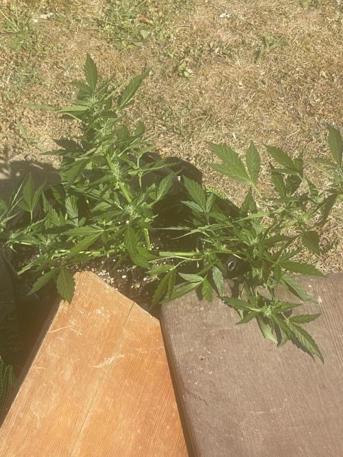 Northern Lights Automatic. Week 8
