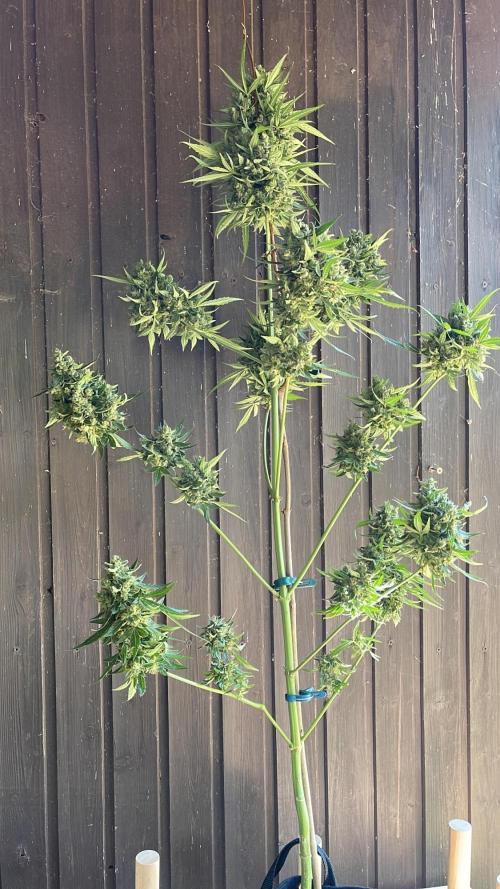 Northern lights. Week 10 - Last view