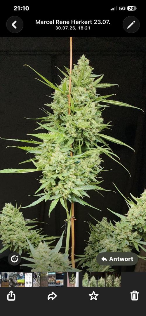 Northern lights. Week 10 - Beautiful 