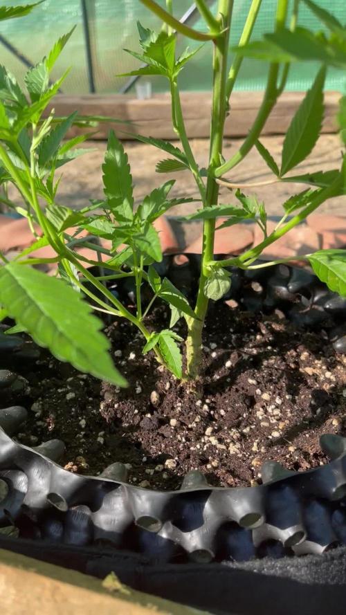 Sticky Broccoli II