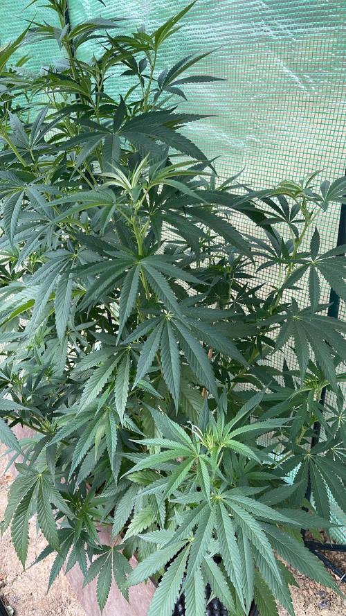 Sticky Broccoli II. Week 4 - Update 