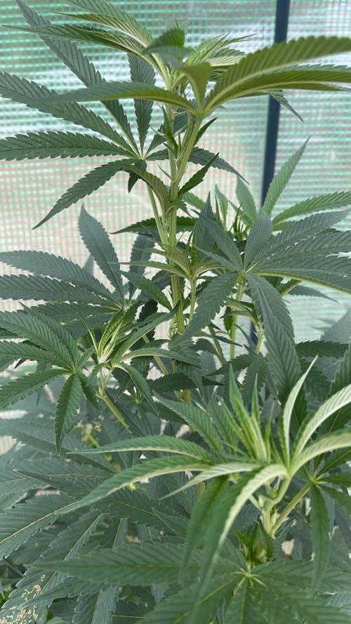 Sticky Broccoli II. Week 4 - Update 