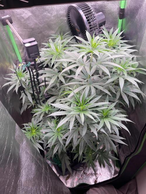 The White Sweet Candy OG One. Week 9 - Changing to flowering 