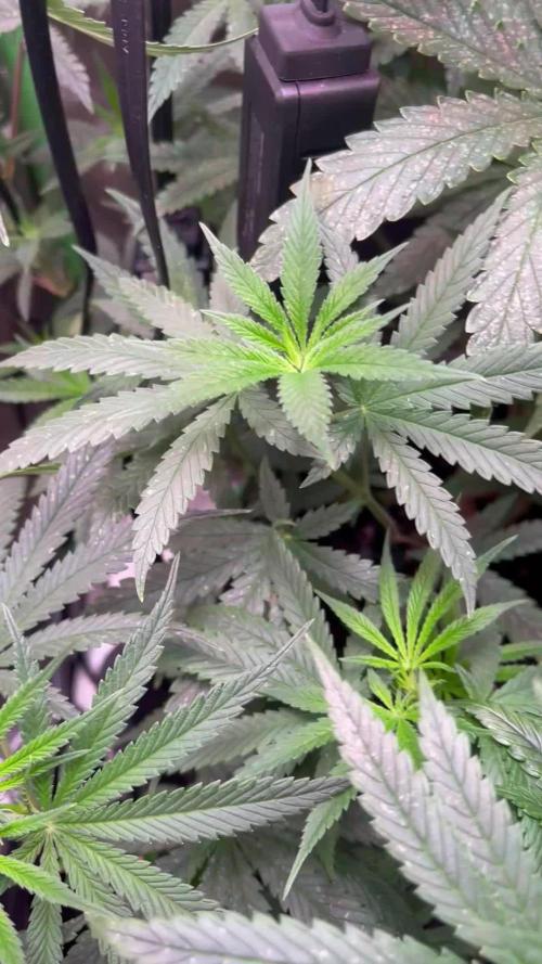 The White Sweet Candy OG One