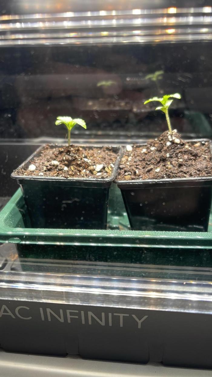 Apple Blossom. Week 1 - Just growing 