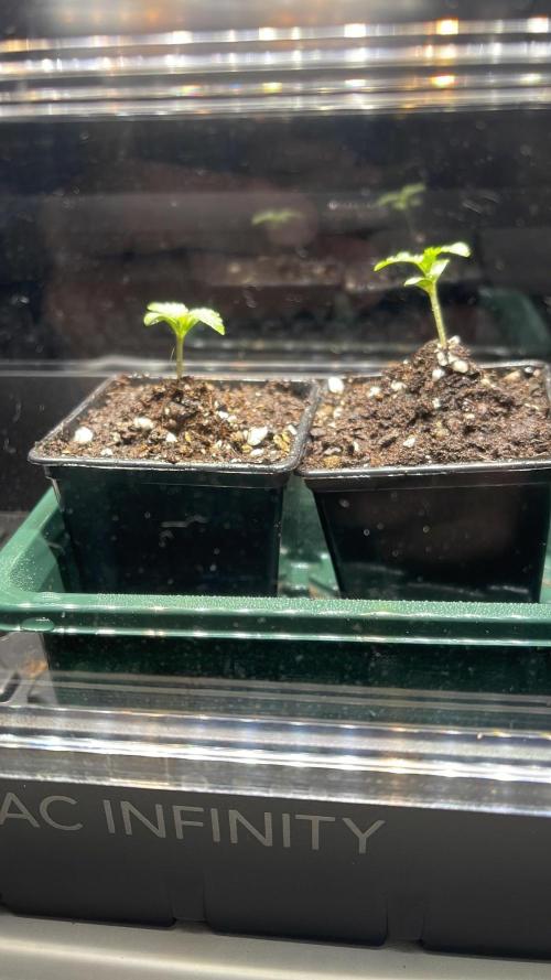 Apple Blossom. Week 1