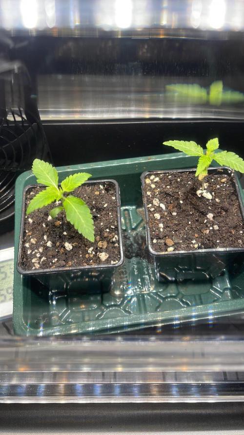 Apple Blossom. Week 2 - Growing 