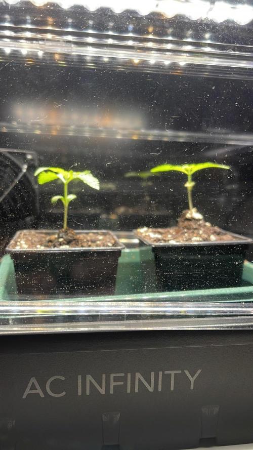 Apple Blossom. Week 2 - Growing 