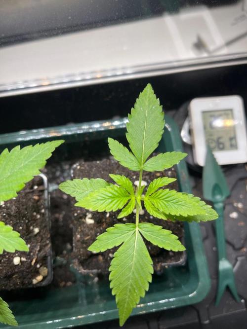 Apple Blossom. Week 3 - Just growing 
