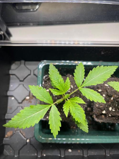Apple Blossom. Week 3 - Just growing 