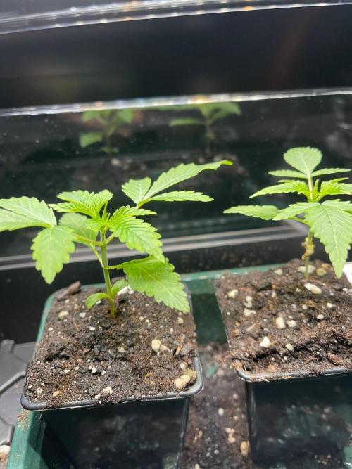 Apple Blossom. Week 3 - Just growing 