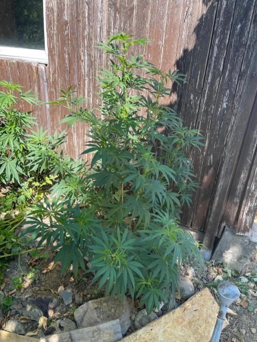 Sticky Broccoli II. Week 5 - LST