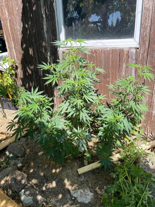 Sticky Broccoli. Week 5 - LST