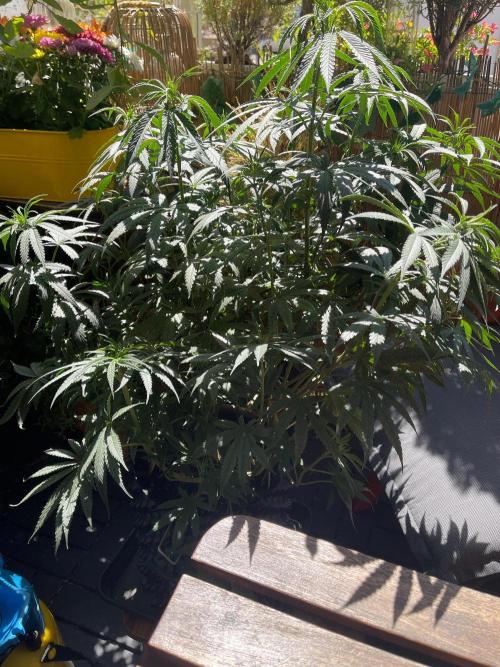 The White Sweet Candy OG One. Week 9 - Daycare outside the tent 