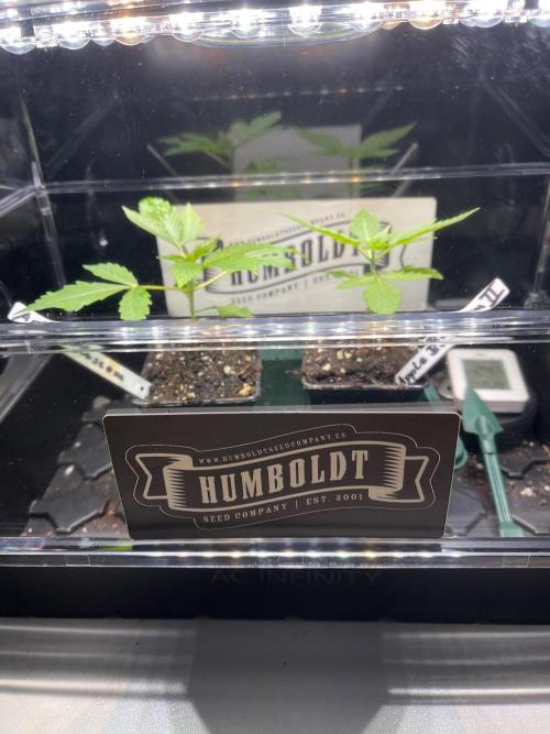 Apple Blossom. Week 3