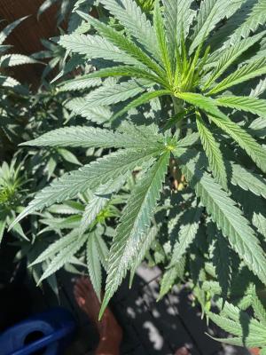 Comment by DocWeed photo #1