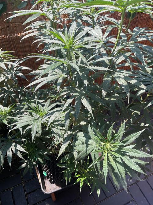 The White Sweet Candy OG One. Week 10