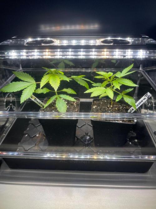 Apple Blossom. Week 4