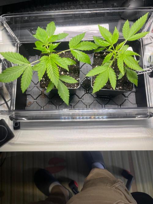 Apple Blossom. Week 4