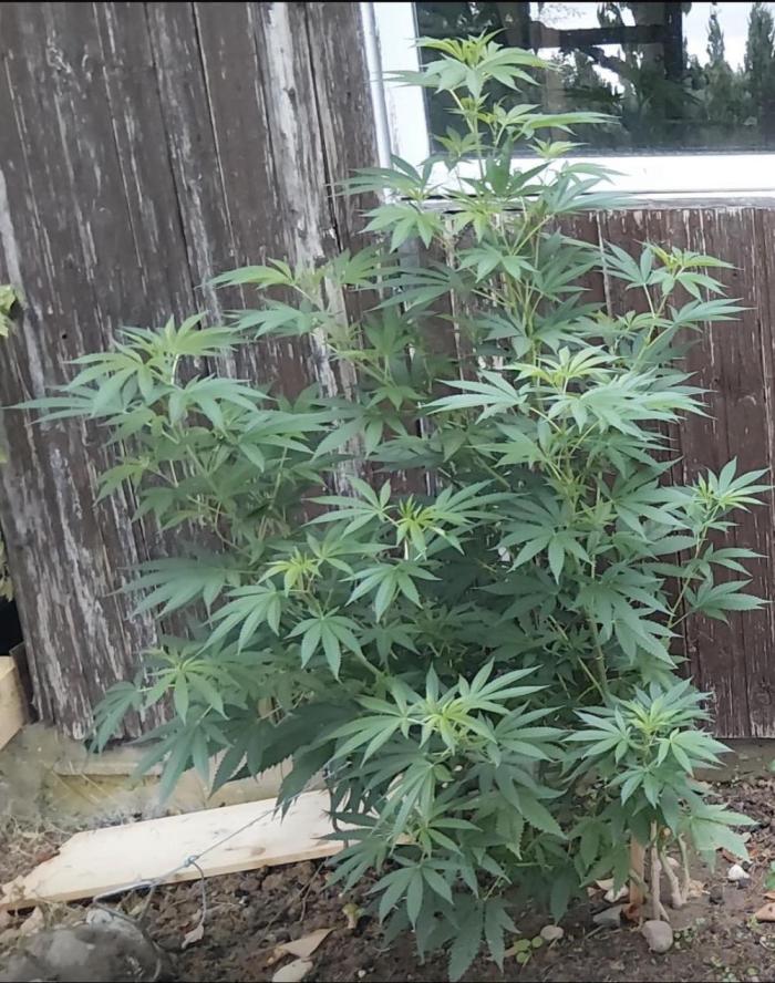 Sticky Broccoli. Week 6 - Flowering 