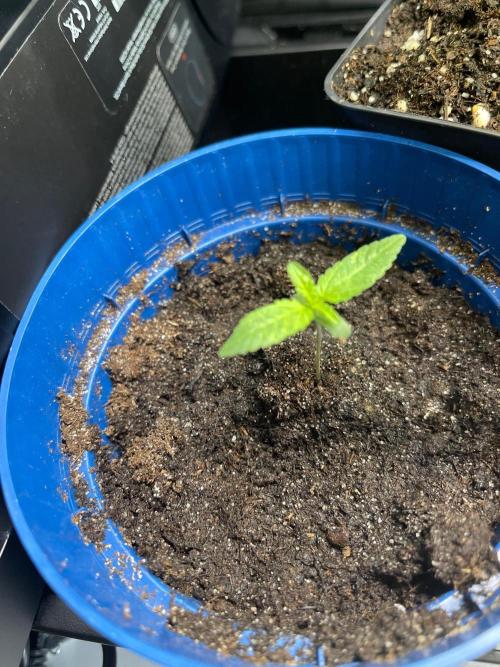 Pink Runtz. Week 1 - Just growing 