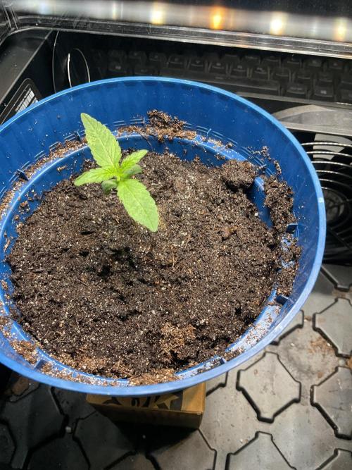 Pink Runtz. Week 1 - Growing
