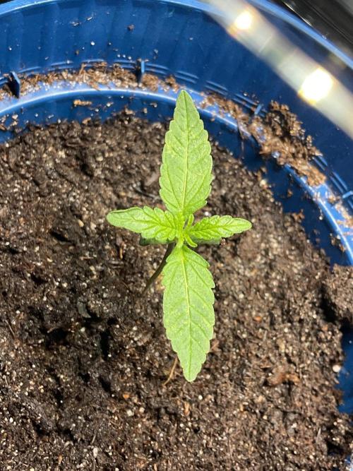 Pink Runtz. Week 1 - Growing