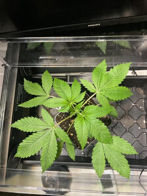 Apple Blossom. Week 4