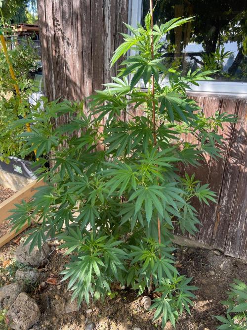 Sticky Broccoli. Week 7 - Just flowering 
