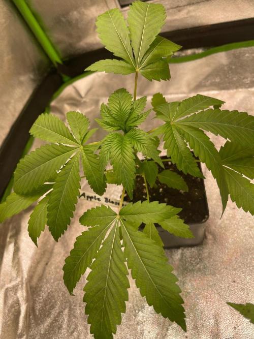 Apple Blossom. Week 5 - Just moved into a tent 