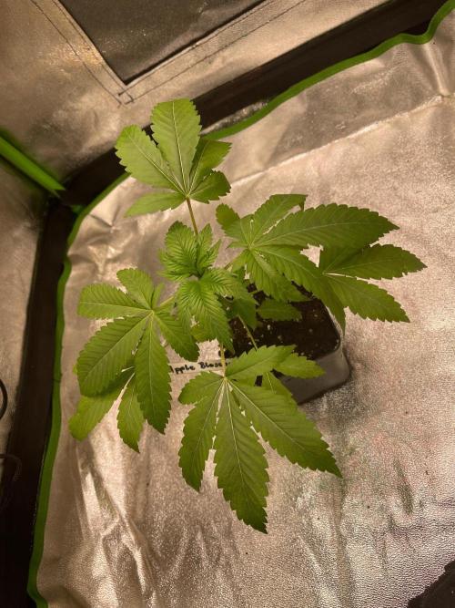 Apple Blossom. Week 5 - Just moved into a tent 