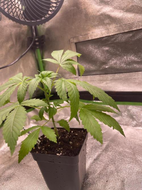 Apple Blossom. Week 5 - Just moved into a tent 