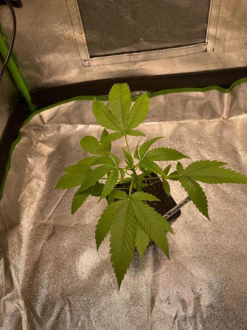 Apple Blossom. Week 5 - Just moved into a tent 
