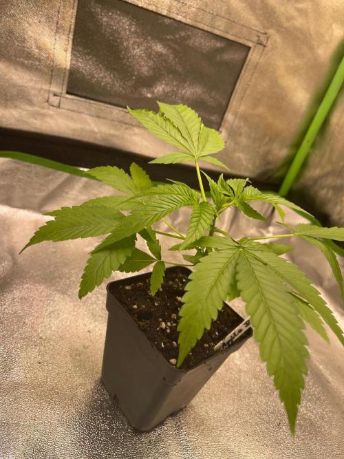 Apple Blossom. Week 5 - Just moved into a tent 